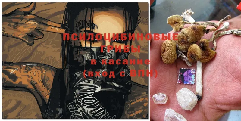 Псилоцибиновые грибы Magic Shrooms  Каргополь 